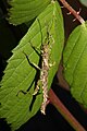 Haaniella erringtoniae - L1-nymph.jpg