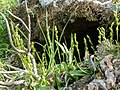 Habenaria tridactylitesbr>Spain - Tenerife North Coast