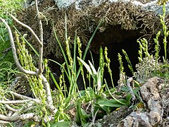 Habenaria tridactylites.jpg