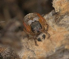 Habronattus icenoglei