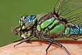 10 Hairy dragonfly (Brachytron pratense) male close up uploaded by Charlesjsharp, nominated by Charlesjsharp