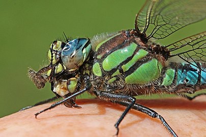 Hairy dragonfly Brachytron pratense ♂