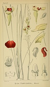 plate 87 Disa forficaria