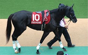 Photo d'un cheval noir sellé et harnaché tenu en main sur une allée d'un hippodrome.