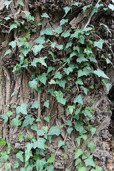 File:Hedera helix - bršljan 211.jpg