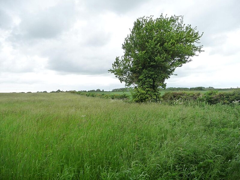 File:Hedgerow tree on the boundary of a hay meadow - geograph.org.uk - 3516339.jpg