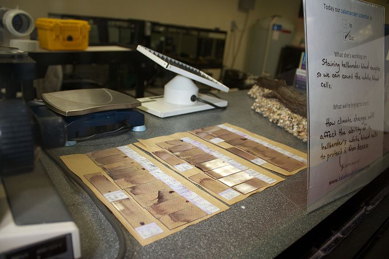 File:Hellbender blood samples to examine immune function under different climatic scenarois (8438958099).jpg