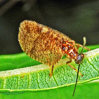 <i>Megalomus tortricoides</i> Species of lacewing