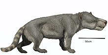 Hemipsalodon grandisDB.jpg