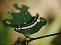 Herbivory caterpillar P1130648 04.jpg