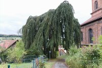 Blutbuche vor der Kirche in Stockhausen