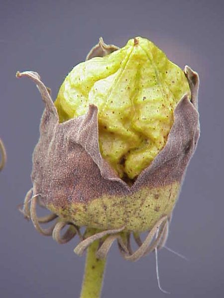 File:Hibiscus moscheutos0.jpg