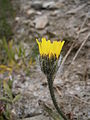 Hieracium alpinum