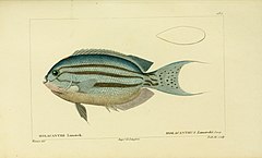 Description de l'image Histoire naturelle des poissons (10438577344).jpg.