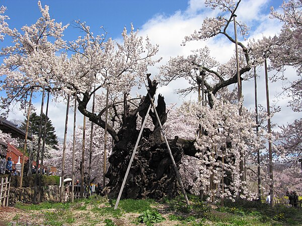 The Jindai-zakura, a tree which is about 2,000 years old