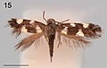 Holocacista species on Lasianthus, female, Bormeo.jpg