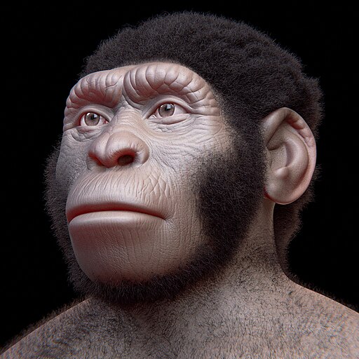  Homo naledi facial reconstruction 