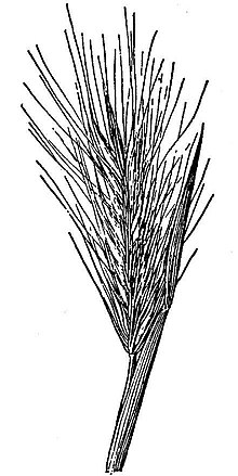 Hordeum arizonicum HC-1950.jpg