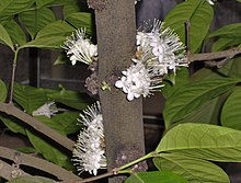 Hortus Botanicus Leyden - Phaleria capitata Jack (Sumatra) .JPG