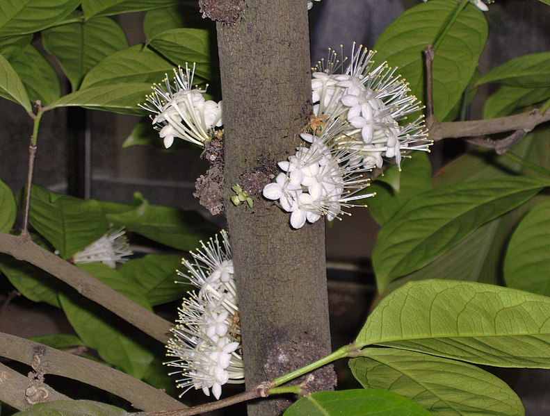 File:Hortus Botanicus Leiden - Phaleria capitata Jack (Sumatra).JPG