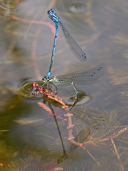 File:Hufeisen-Azurjungfer Coenagrion puella-München-001.jpg