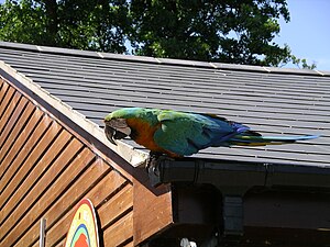 Hibrit Ara Amerika papağanı -Tropikal Birdland -Leicestershire-3July07.jpg