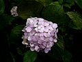 Hydrangea flowers at the "Cerro El Avila" National Park, Venezuela.