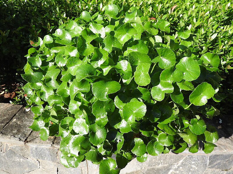 File:Hydrocotyle vulgaris-1-kaduruwela-polonnaruwa-Sri Lanka.jpg