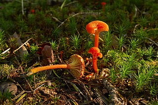 <i>Hygrocybe lepida</i> Species of fungus