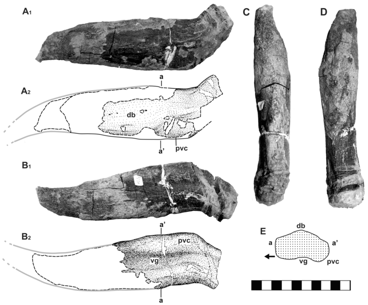 File:Hylaeosaurus sp. spike.png