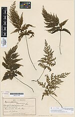 Thumbnail for Hymenophyllum demissum