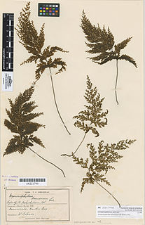 <i>Hymenophyllum demissum</i> Species of fern