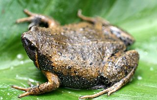 <i>Hypopachus barberi</i> Species of frog in the family Microhylidae from Central America