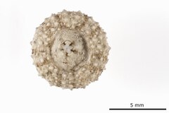 File:Hypsiechinus coronatus - ECH-000010 hab-ven.tif (Category:Echinodermata in the Natural History Museum of Denmark)