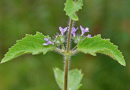 Hyptis suaveolens (Vilayti Tulsi) in Hyderabad, AP W IMG 0117.jpg