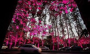 نورپردازی درختان خیابان