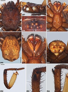 Bildbeschreibung Idiosoma mcclementsorum (10.3897-zookeys.756.24397) Abbildungen 285–294.jpg.