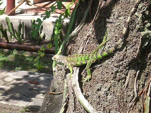 Iguana (Iguana Iguana)