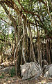 Arbre avec des lianes sur l'Ile Aride aux Seychelles