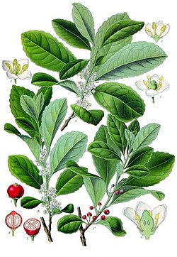 Matee (Ilex paraguariensis) on orjanlaakereihin kuuluva ravintokasvi.