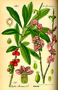 Illustration_Daphne_mezereum0.jpg