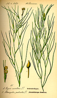 Illustration_Ruppia_maritima0.jpg