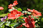 Miniatura para Impatiens walleriana