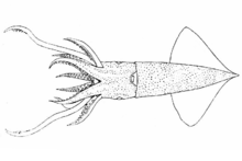 Indian DeepSea MolluscabrAbralia andamanica, 188320'den itibaren muhtemelen parlak bir mürekkep balığı fathomsbr.png