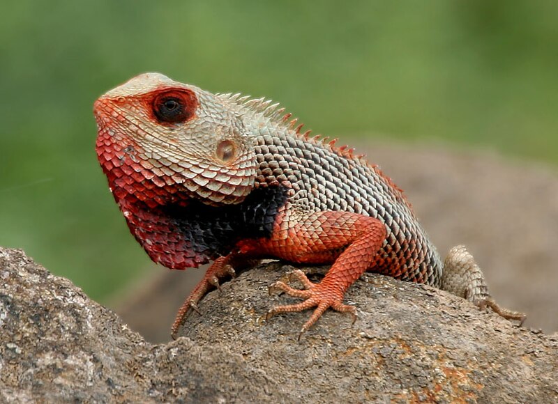 File:Indian Garden Lizard (Calotes versicolor) in AP W IMG 9921.jpg