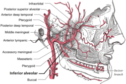 Нижняя альвеолярная артерия.png