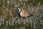 Thumbnail for Inland dotterel