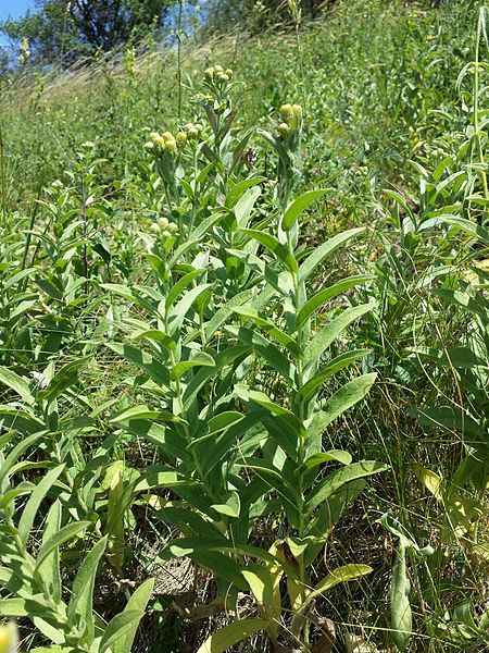 File:Inula germanica sl1.jpg