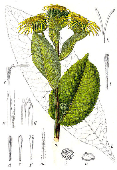 File:Inula helenium Sturm13.jpg