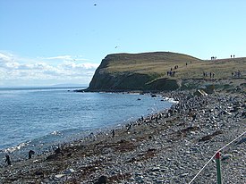 Magallanes Isla Magdalena: Historia, Galería, Referencias